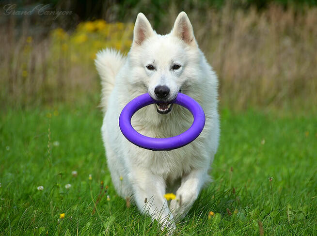 Biały Owczarek Szwajcarski