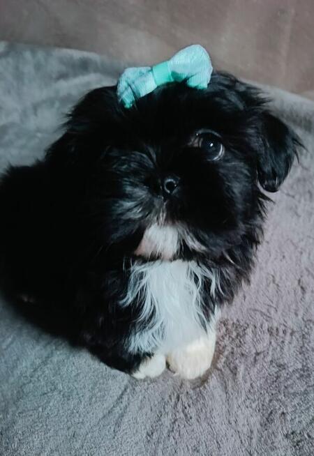 Prześliczny maleńki chłopiec Shih Tzu gotowy do odbioru