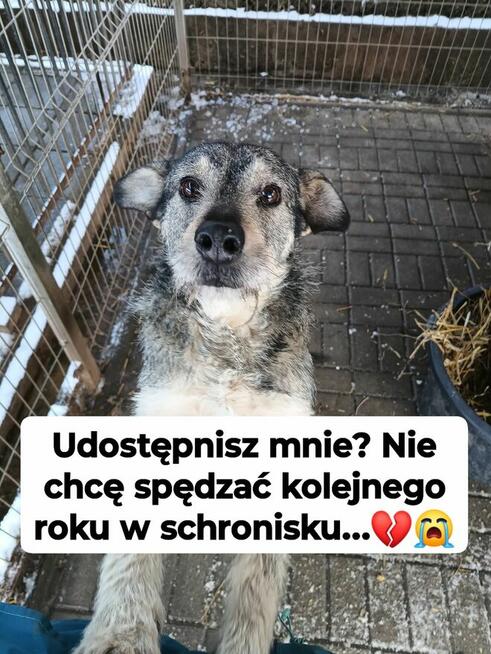 Dżinks - przyjazny, rodzinny szorściak!