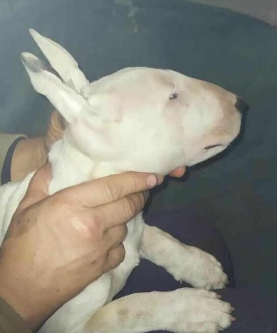 Bullterriery szczenięta FCI