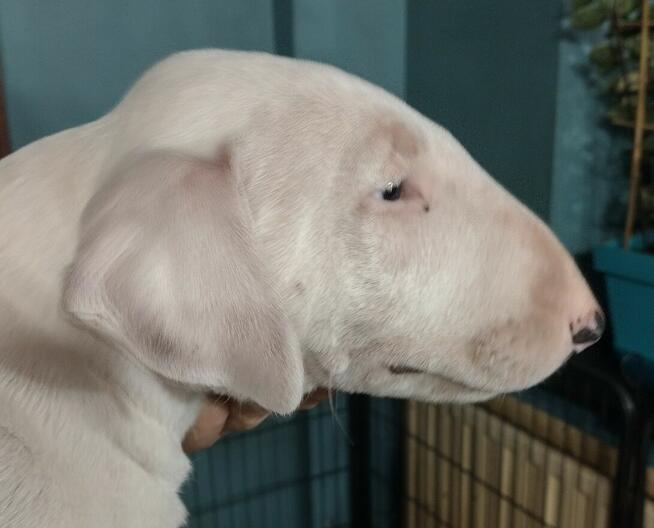 Bullterriery szczenięta FCI