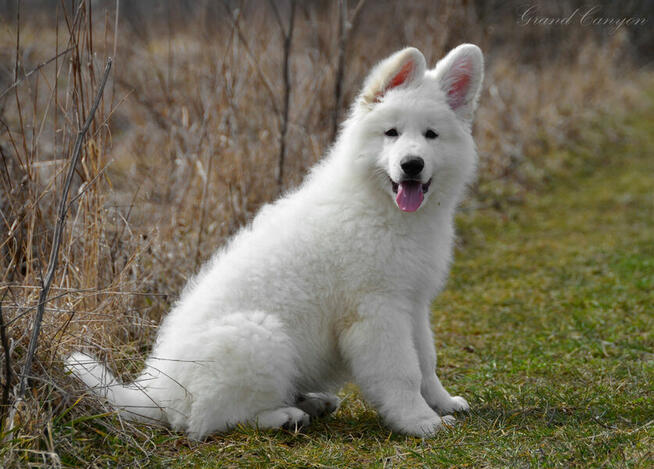 Biały Owczarek Szwajcarski