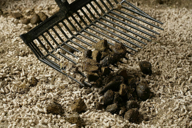 Inwestor , wspólnik