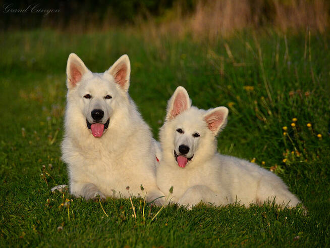 Biały Owczarek Szwajcarski