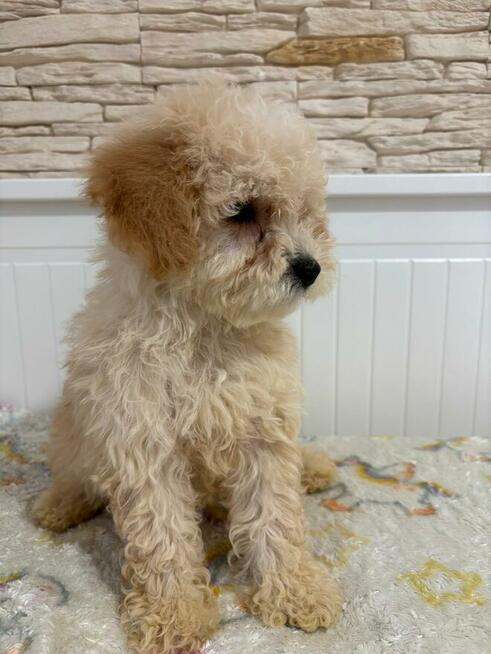 Maltipoo szczeniaczek