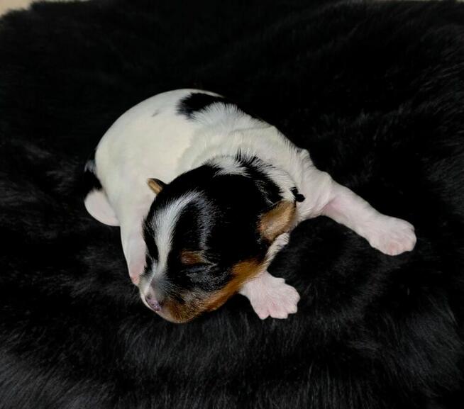 Piękny piesek Yorkshire Terrier Biewer gen choco