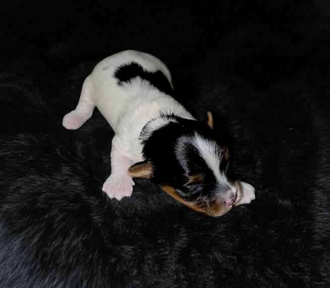 Piękny piesek Yorkshire Terrier Biewer gen choco