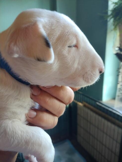 Bullterriery szczenięta FCI