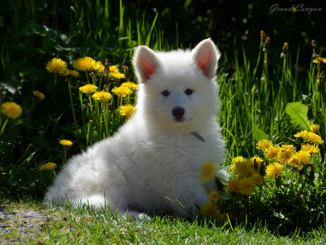 Biały Owczarek Szwajcarski