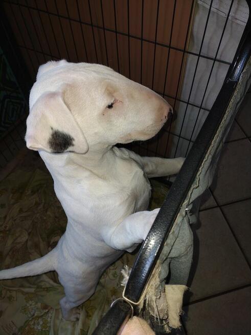 Bullterriery szczenięta FCI