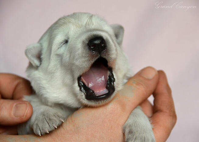 Biały Owczarek Szwajcarski