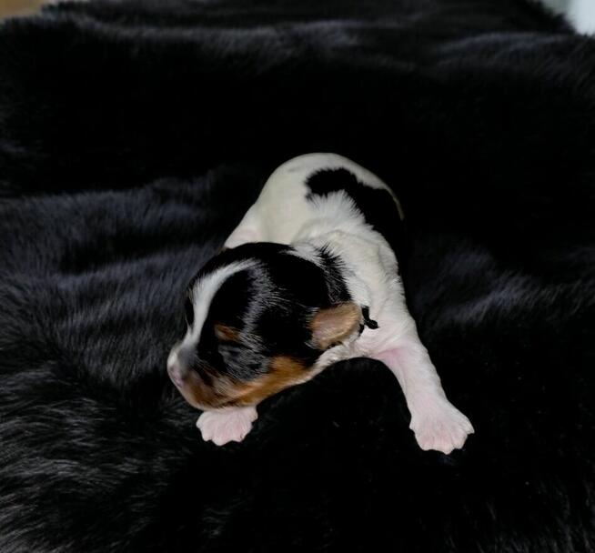 Piękny piesek Yorkshire Terrier Biewer gen choco