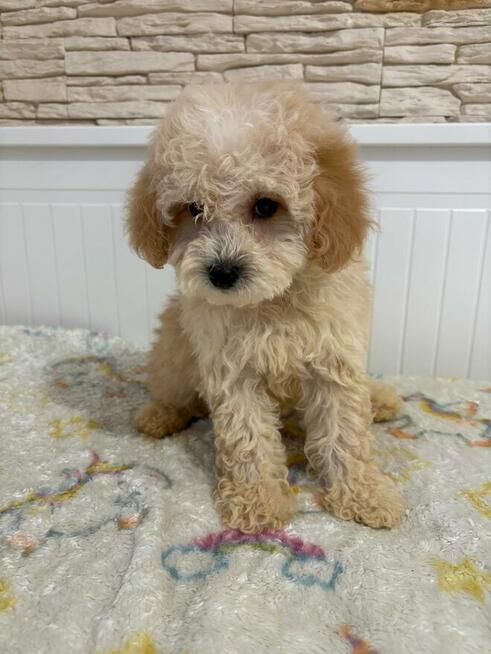 Maltipoo szczeniaczek
