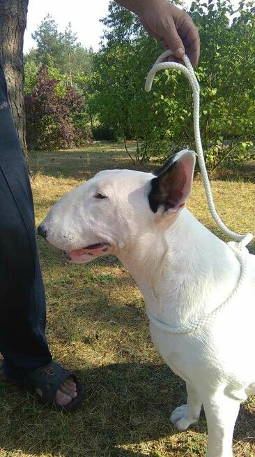 Bullterriery szczenięta FCI