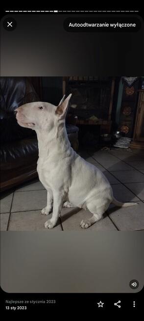 Bullterriery szczenięta FCI