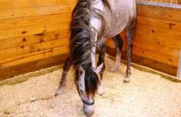 Inwestor , wspólnik