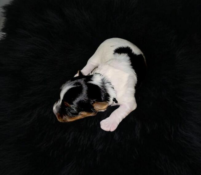 Piękny piesek Yorkshire Terrier Biewer gen choco