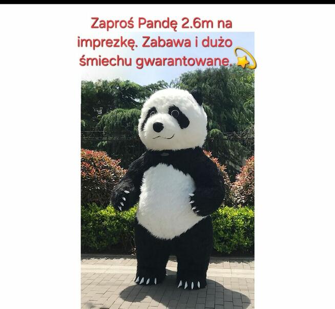 Wynajem Misia Pandy 2.6m