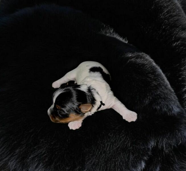 Piękny piesek Yorkshire Terrier Biewer gen choco