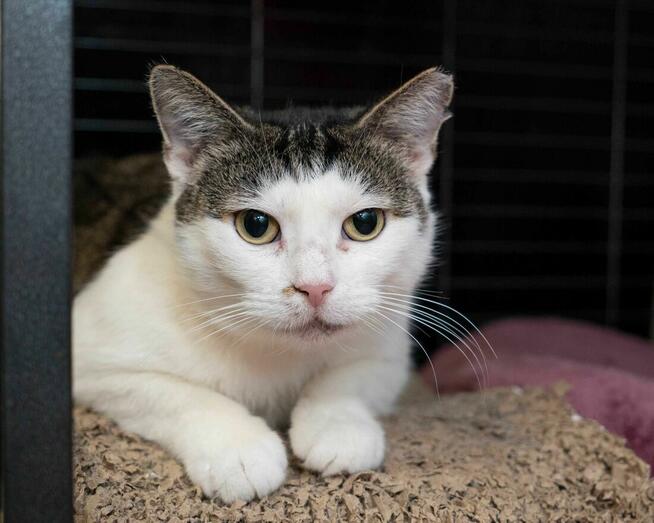 POLA - towarzyska-koteczka szuka kochającego domku