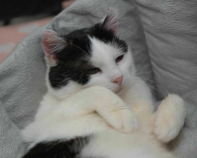 Uroczy i czarujący kocurek DAREK szuka domu/Poznań