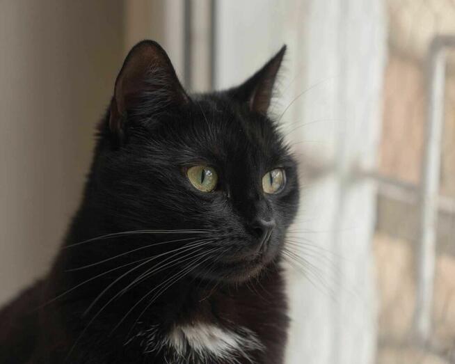 KIMCHI - urocza, spokojna koteczka szuka dobrego domu/Poznań