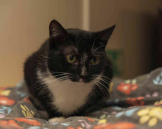 Miła i spokojna kotka SUSHI szuka kochających ludzi/Poznań