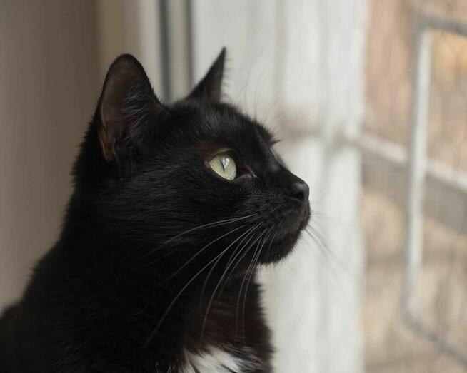 KIMCHI - urocza, spokojna koteczka szuka dobrego domu/Poznań