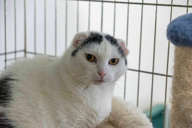 WANDZIA - starsza kocia dama szuka spokojnego domu/Poznań