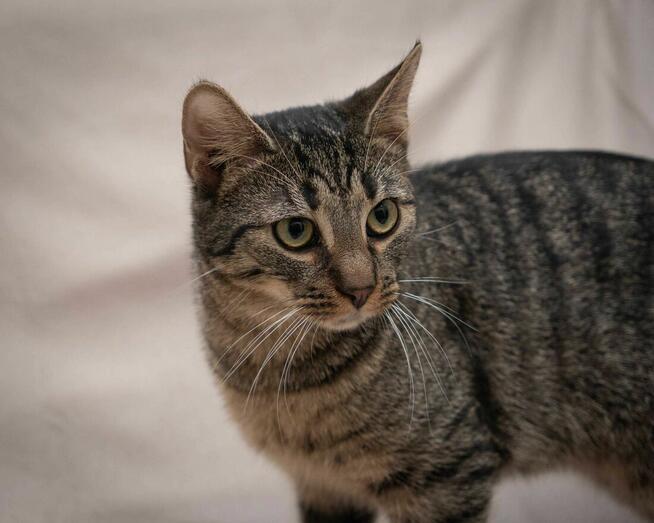 Wesoły, kociak MIAURYCY szuka kochającego domu/Poznań