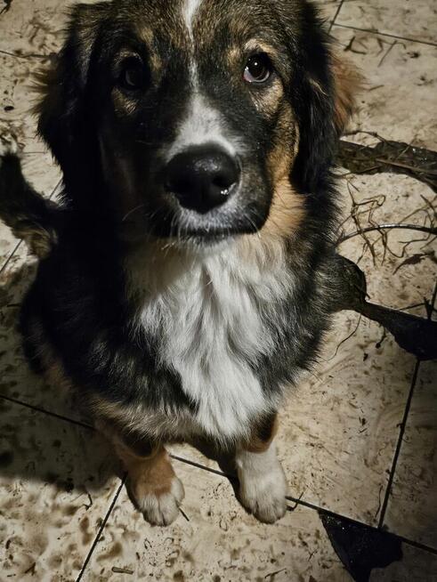 Za darmo
