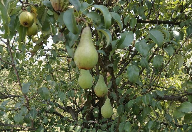Odzież dla przemysłu spożywczego Włocławek i okolice