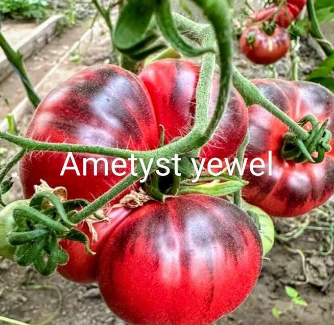 Pomidor Currant gold Russian megagroniasty