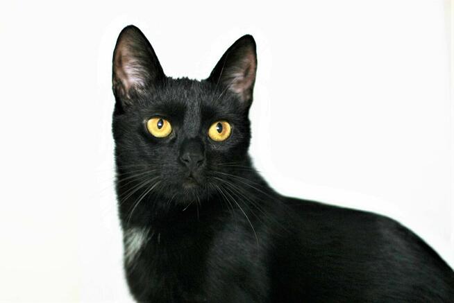 BOLERO - czarna, ok roczna koteczka szuka domu/Poznań