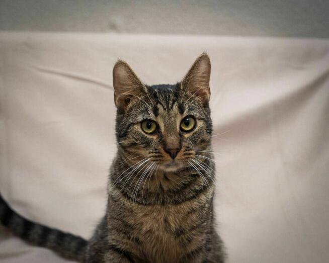 Wesoły, kociak MIAURYCY szuka kochającego domu/Poznań