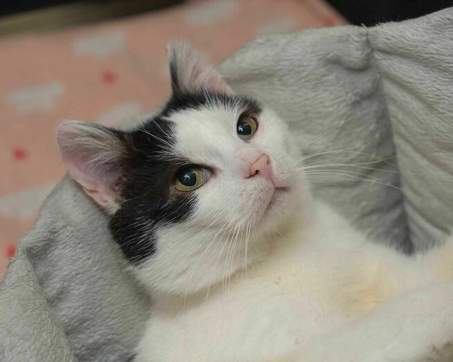 Uroczy i czarujący kocurek DAREK szuka domu/Poznań