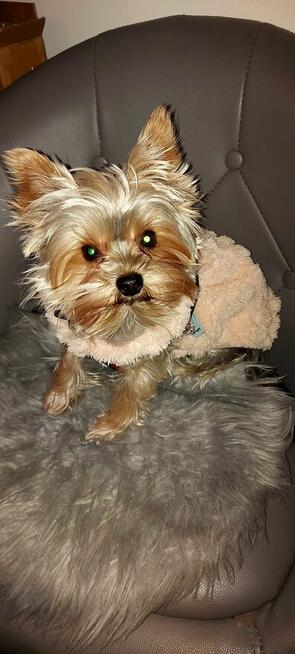 mini yorki, yorkshire-reproduktor