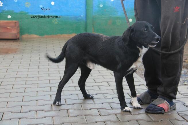 Sławik szuka właściciela