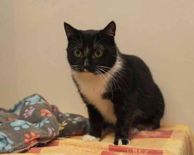 Miła i spokojna kotka SUSHI szuka kochających ludzi/Poznań