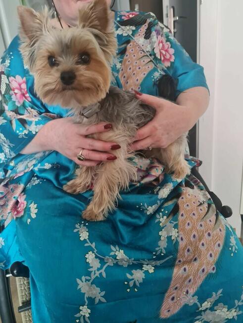 mini yorki, yorkshire-reproduktor