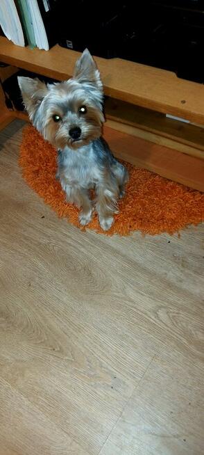 mini yorki, yorkshire-reproduktor