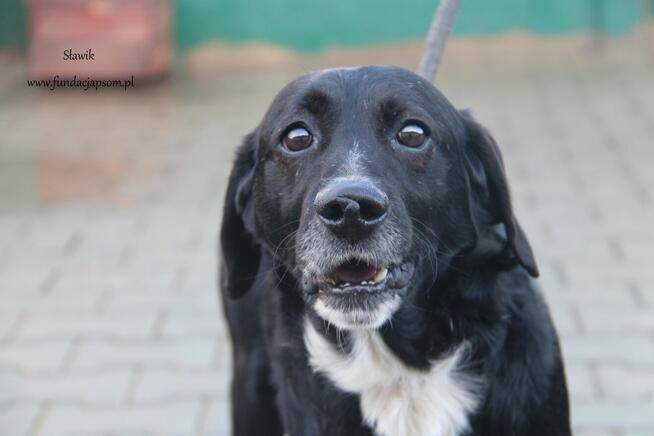 Sławik szuka właściciela