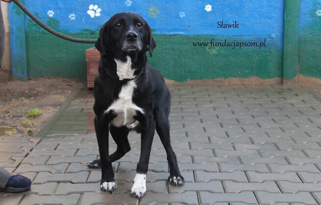 Sławik szuka właściciela