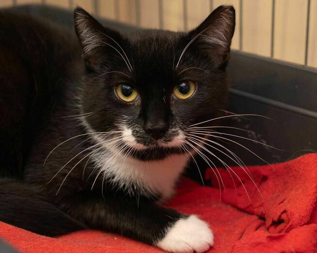 MILORD - miły kocurek z uśmiechem na twarzy szuka domu