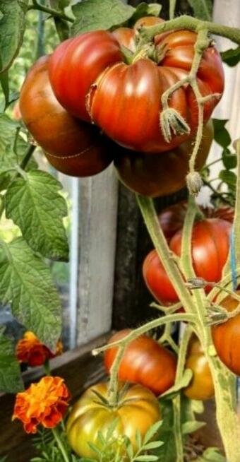 Pomidor Currant gold Russian megagroniasty