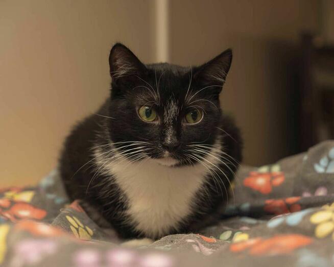 Miła i spokojna kotka SUSHI szuka kochających ludzi/Poznań