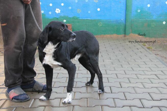 Sławik szuka właściciela