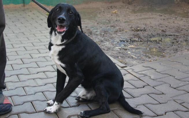 Sławik szuka właściciela