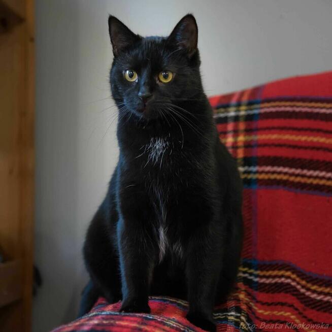BOLERO - czarna, ok roczna koteczka szuka domu/Poznań