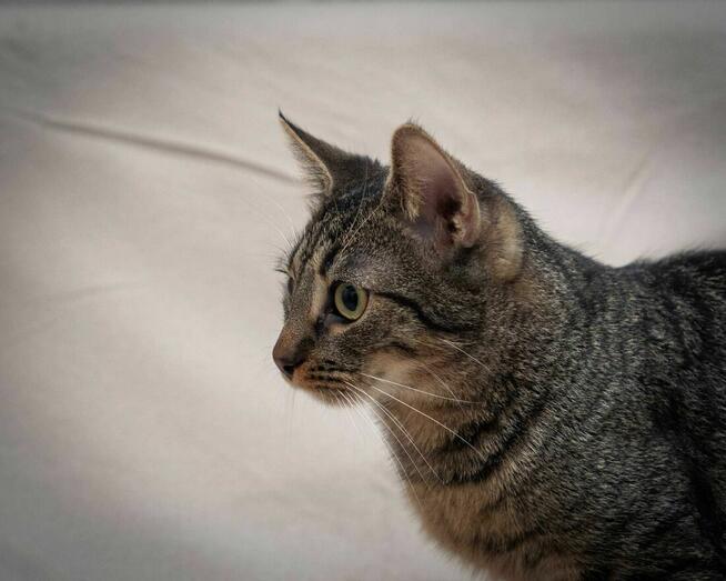 Wesoły, kociak MIAURYCY szuka kochającego domu/Poznań